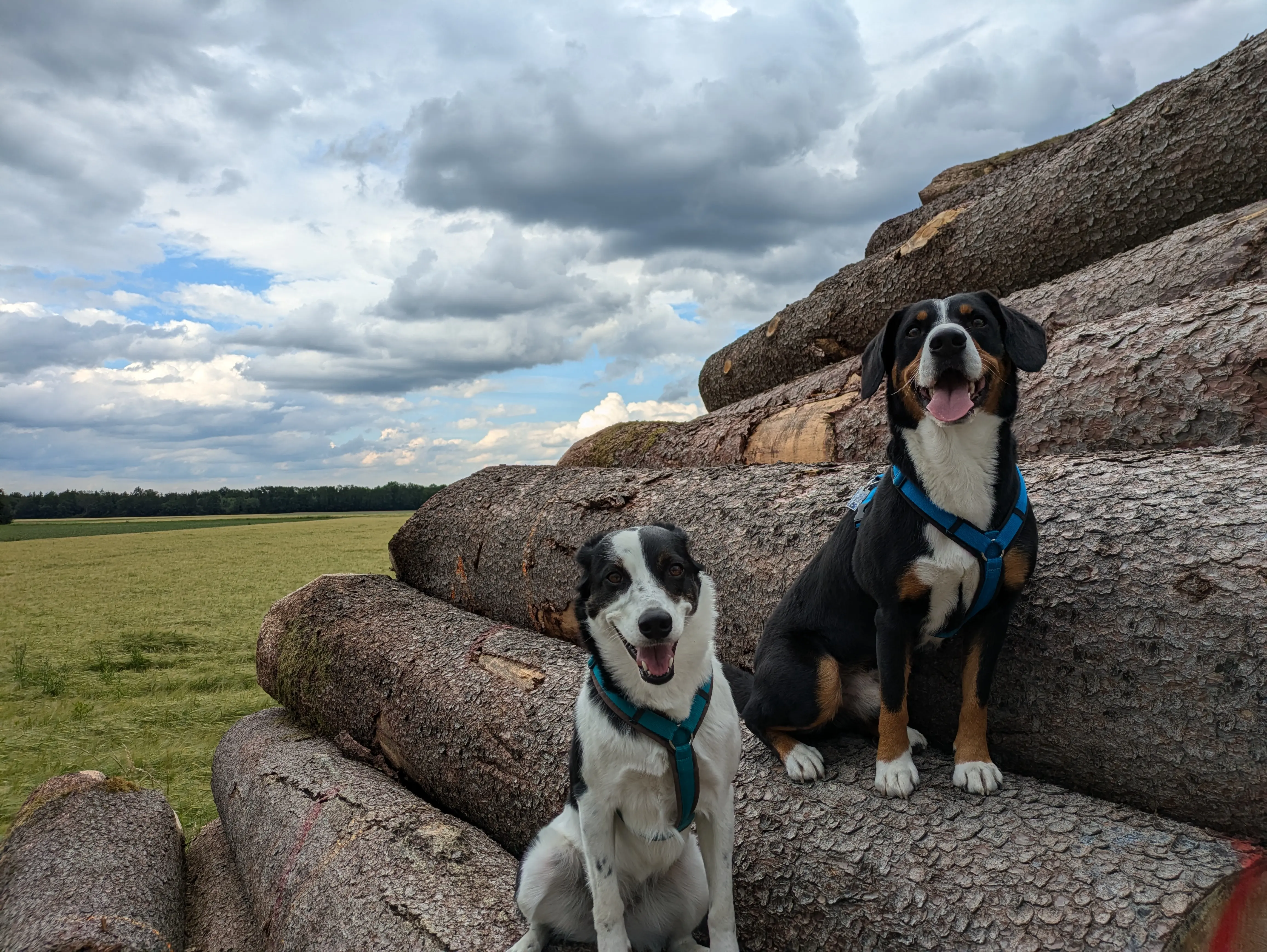 Referenzbild der Hundeschule Häfele