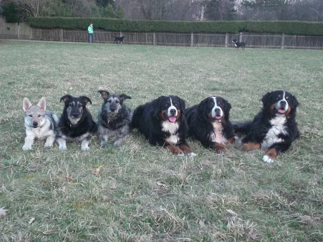 Referenzbild der Hundeschule Häfele