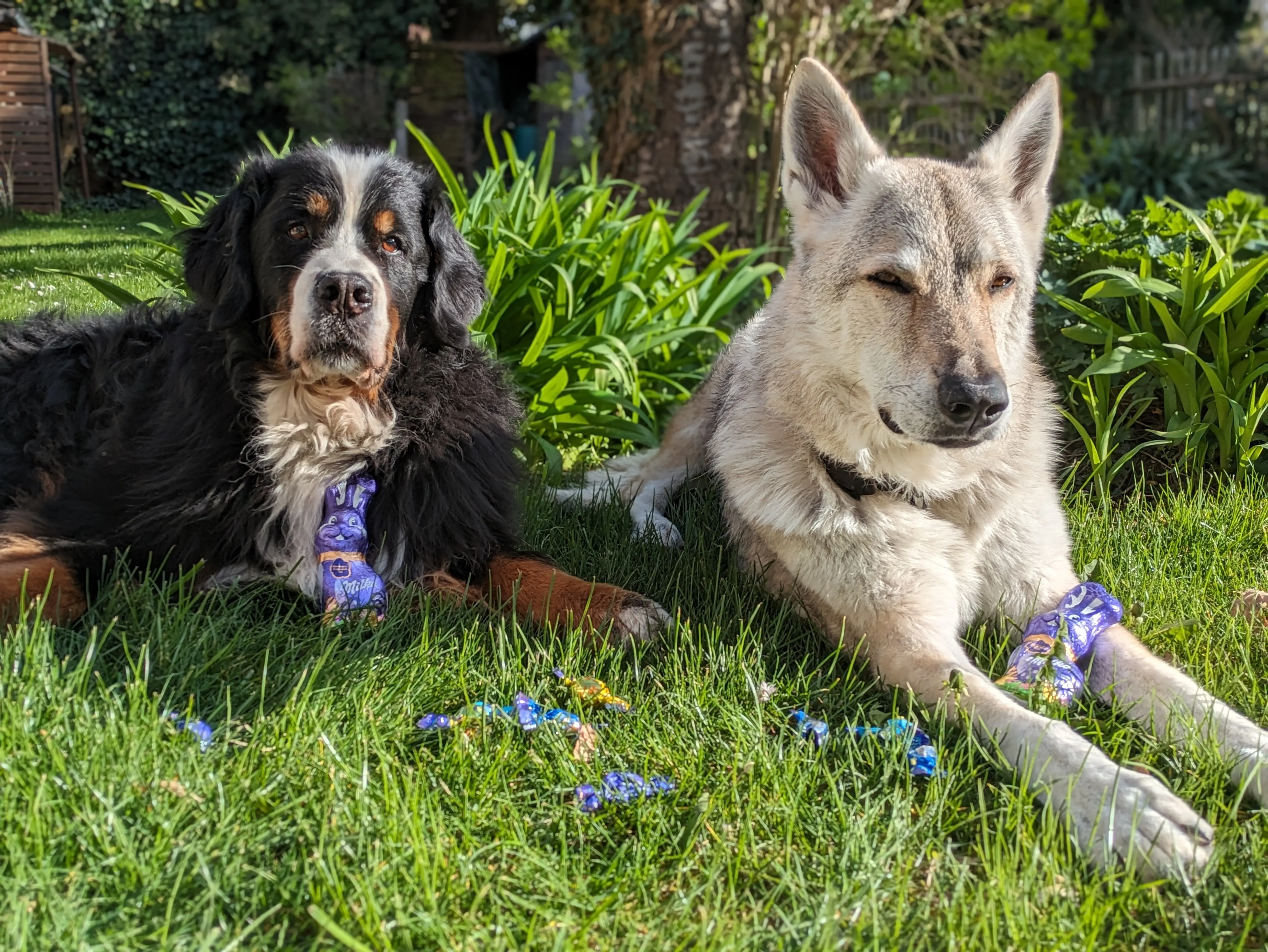 Referenzbild der Hundeschule Häfele