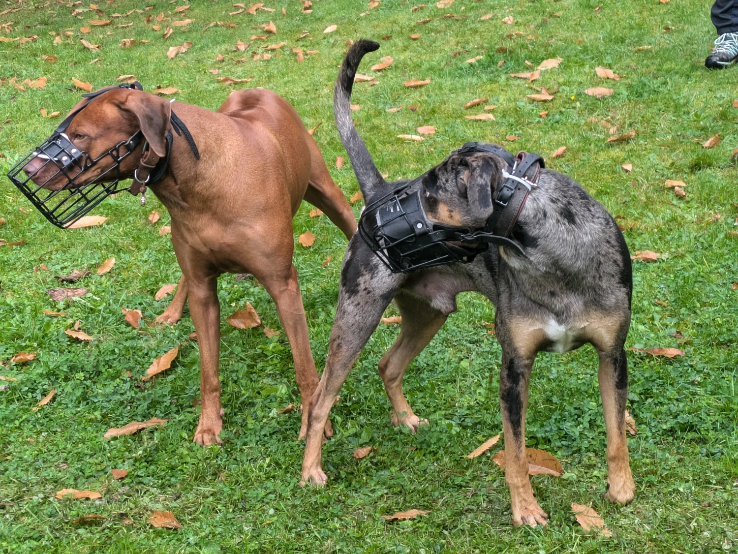 Angebote der Hundeschule Häfele