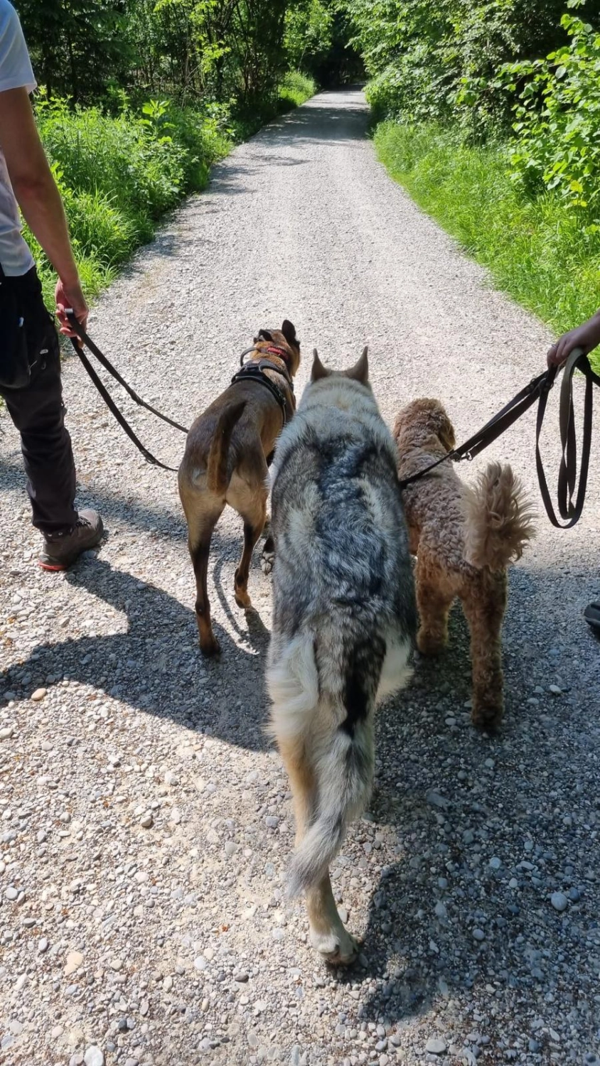 Angebote der Hundeschule Häfele