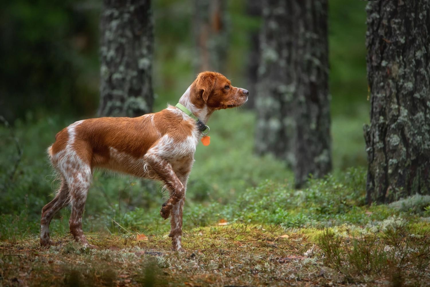 Angebote der Hundeschule Häfele