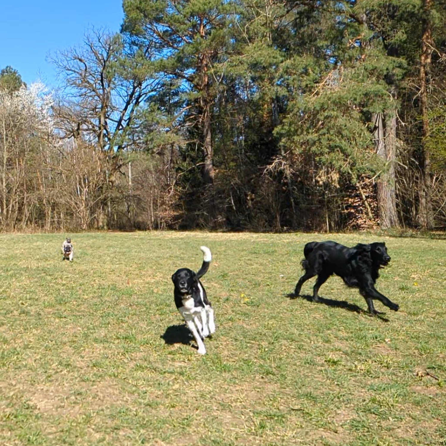 Angebote der Hundeschule Häfele